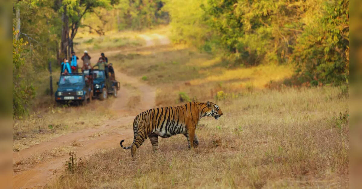 A Major Move for Tiger Conservation, ETTravelWorld A Major Move for Tiger Conservation, ETTravelWorld